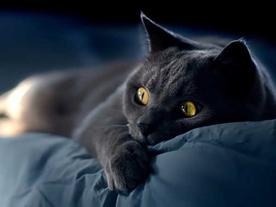 Nằm mơ thấy mèo đen đánh số mấy? Đềm báo gì?